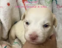 Jackie, a female Australian Shepherd for sale in Sanford, FL – Photo 6 of 10