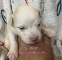 Jackie, a female Australian Shepherd for sale in Sanford, FL – Photo 5 of 10