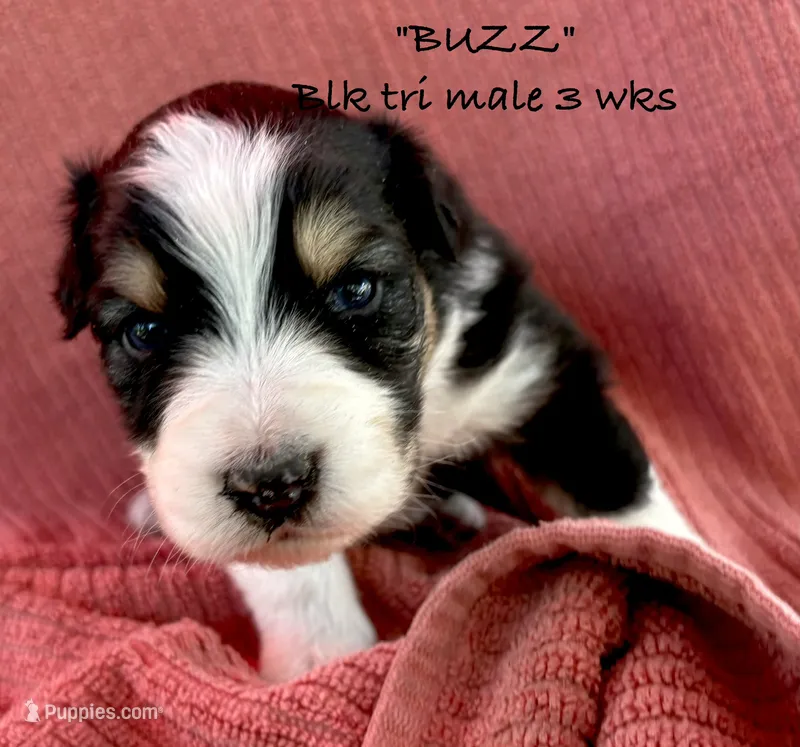 BUZZ – Australian Shepherd puppy for sale in Sanford, FL