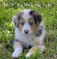 HUCK, a male Australian Shepherd for sale in Sanford, FL – Photo 1 of 10