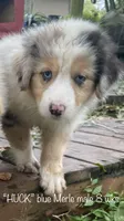 HUCK, a male Australian Shepherd for sale in Sanford, FL – Photo 4 of 10