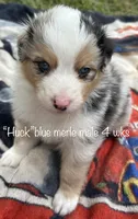 HUCK, a male Australian Shepherd for sale in Sanford, FL – Photo 7 of 10