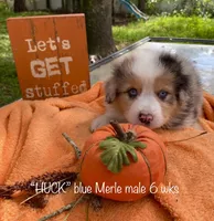 HUCK, a male Australian Shepherd for sale in Sanford, FL – Photo 6 of 10