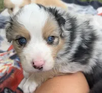 HUCK, a male Australian Shepherd for sale in Sanford, FL – Photo 8 of 10