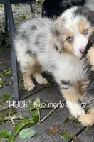 HUCK, a male Australian Shepherd for sale in Sanford, FL – Photo 3 of 10