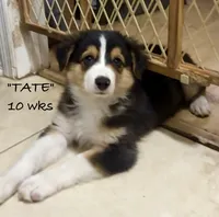 Tate, a male Australian Shepherd for sale in Sanford, FL – 2 of 10