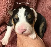 Dutton, a male Australian Shepherd for sale in Sanford, FL – 4 of 5