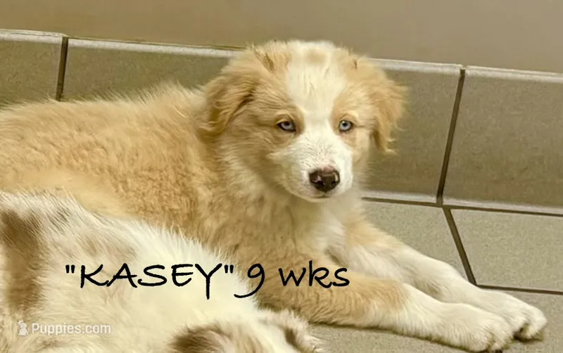 KASEY – Australian Shepherd puppy for sale in Sanford, FL