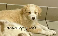 KASEY, a male Australian Shepherd for sale in Sanford, FL – 2 of 10