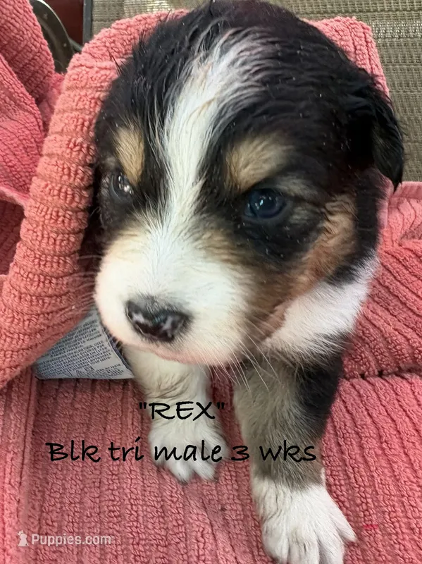REX – Australian Shepherd puppy for sale in Sanford, FL