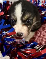 Tate, a male Australian Shepherd for sale in Sanford, FL – 3 of 5