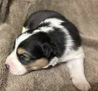 WOODY, a male Australian Shepherd for sale in Sanford, FL – 2 of 2