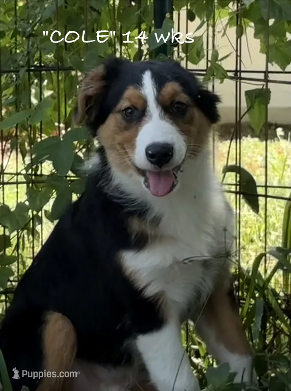 Cole – Australian Shepherd puppy for sale in Sanford, FL