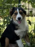 Cole, a male Australian Shepherd for sale in Sanford, FL – 1 of 10