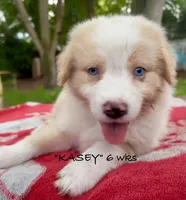KASEY, a male Australian Shepherd for sale in Sanford, FL – 6 of 10