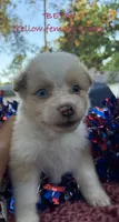 BETH, a female Australian Shepherd for sale in Sanford, FL – 8 of 10