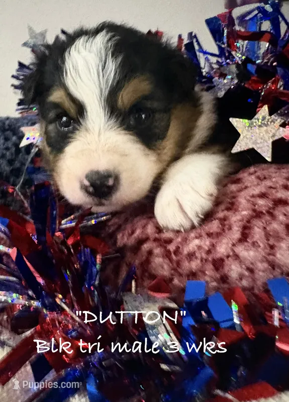 Dutton – Australian Shepherd puppy for sale in Sanford, FL
