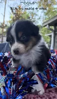 Cole, a male Australian Shepherd for sale in Sanford, FL – 9 of 10