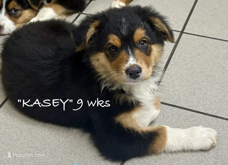 Carter – Australian Shepherd puppy for sale in Sanford, FL