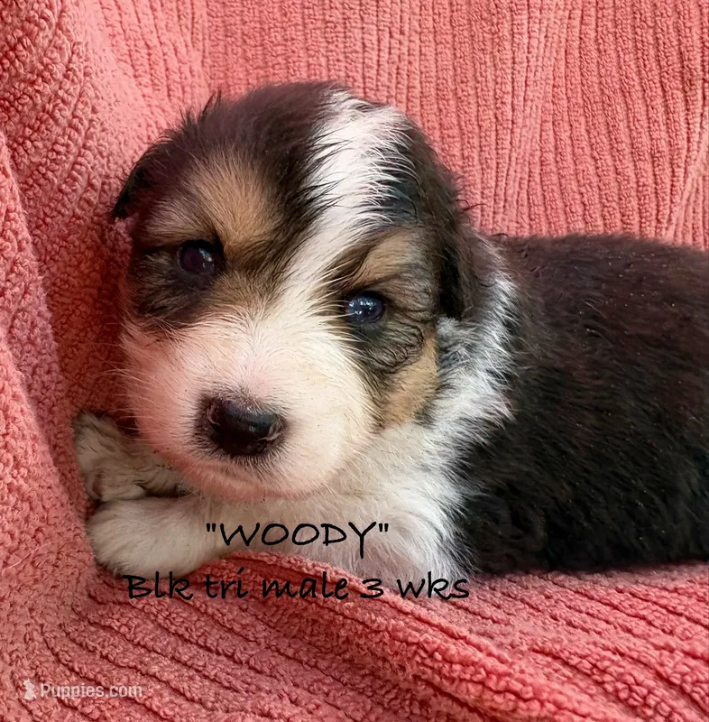 WOODY – Australian Shepherd puppy for sale in Sanford, FL