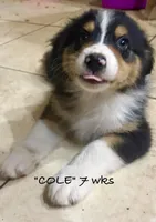 Cole, a male Australian Shepherd for sale in Sanford, FL – 3 of 10