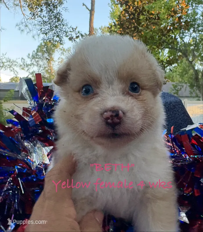BETH – Australian Shepherd puppy for sale in Sanford, FL