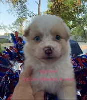 BETH, a female Australian Shepherd for sale in Sanford, FL – 7 of 10