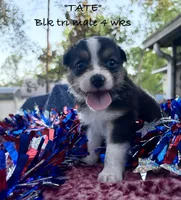 Tate, a male Australian Shepherd for sale in Sanford, FL – 8 of 10