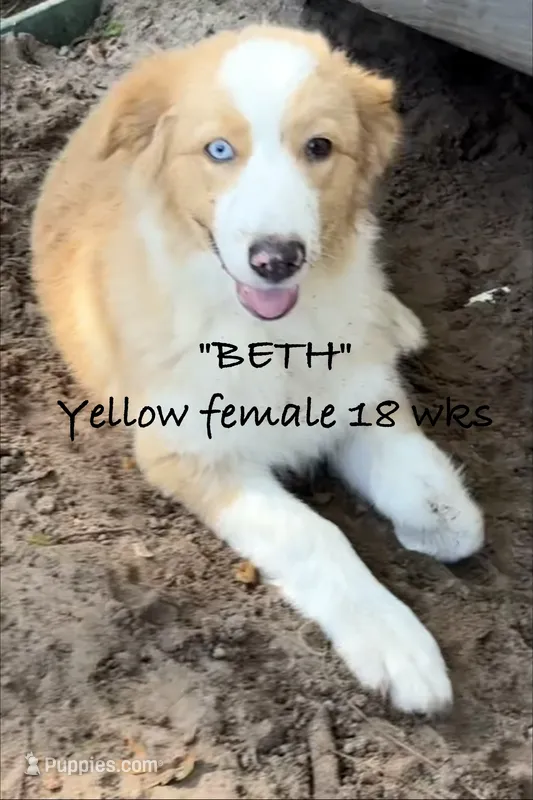 BETH – Australian Shepherd puppy for sale in Sanford, FL