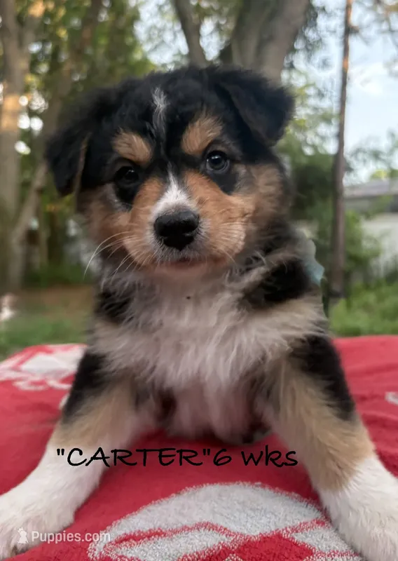 Carter – Australian Shepherd puppy for sale in Sanford, FL