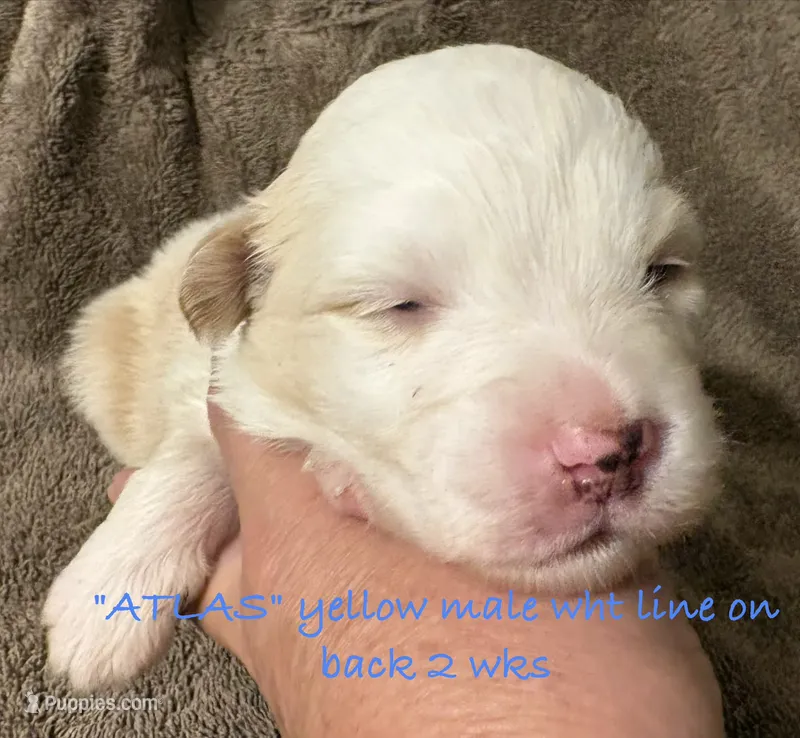 ATLAS – Australian Shepherd puppy for sale in Sanford, FL