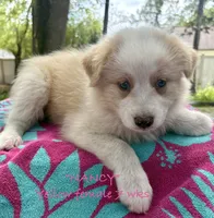 Nancy, a female Australian Shepherd for sale in Sanford, FL – 5 of 6