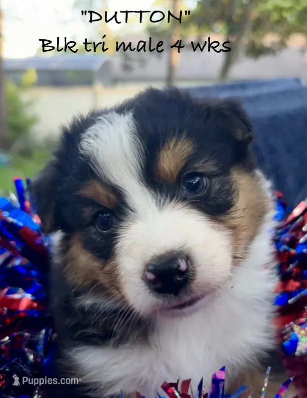 Dutton – Australian Shepherd puppy for sale in Sanford, FL