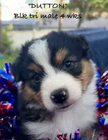 Dutton, a male Australian Shepherd for sale in Sanford, FL – 7 of 10