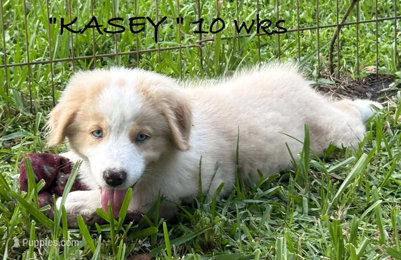 KASEY – Australian Shepherd puppy for sale in Sanford, FL