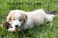 KASEY, a male Australian Shepherd for sale in Sanford, FL – 1 of 10