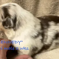 Kennedy, a male Australian Shepherd for sale in Sanford, FL – Photo 9 of 10