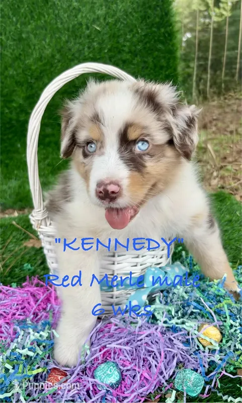 Kennedy – Australian Shepherd puppy for sale in Sanford, FL
