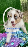 Kennedy, a male Australian Shepherd for sale in Sanford, FL – Photo 1 of 10