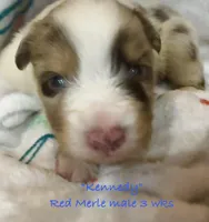 Kennedy, a male Australian Shepherd for sale in Sanford, FL – Photo 7 of 10