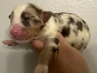 Kennedy, a male Australian Shepherd for sale in Sanford, FL – Photo 2 of 3