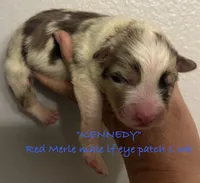 Kennedy, a male Australian Shepherd for sale in Sanford, FL – Photo 1 of 3