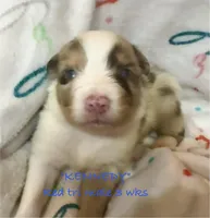 Kennedy, a male Australian Shepherd for sale in Sanford, FL – Photo 6 of 10