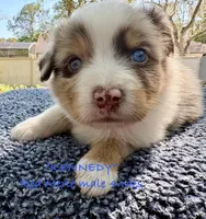 Kennedy, a male Australian Shepherd for sale in Sanford, FL – Photo 4 of 10