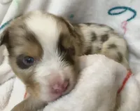 Kennedy, a male Australian Shepherd for sale in Sanford, FL – Photo 8 of 10