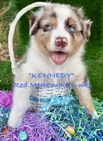 Kennedy, a male Australian Shepherd for sale in Sanford, FL – Photo 2 of 10