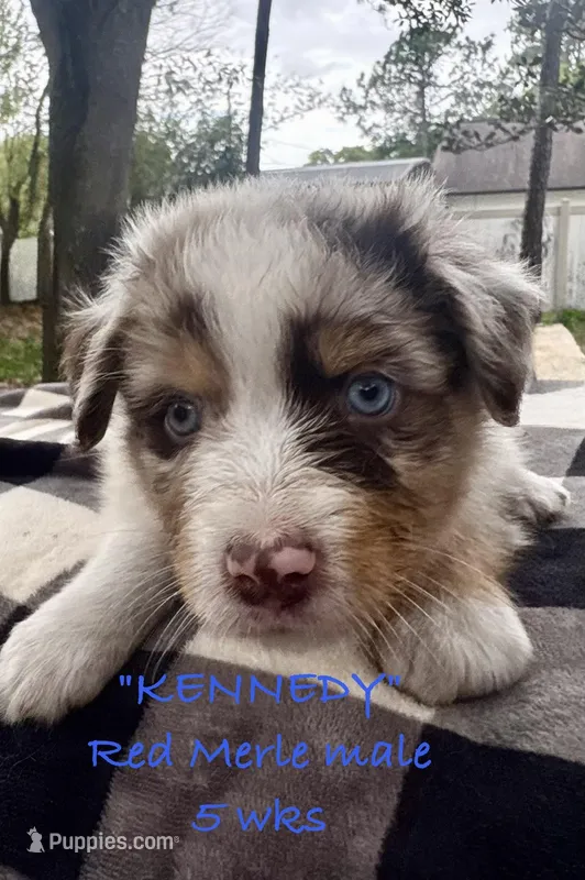 Kennedy – Australian Shepherd puppy for sale in Sanford, FL