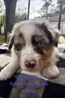 Kennedy, a male Australian Shepherd for sale in Sanford, FL – Photo 3 of 10