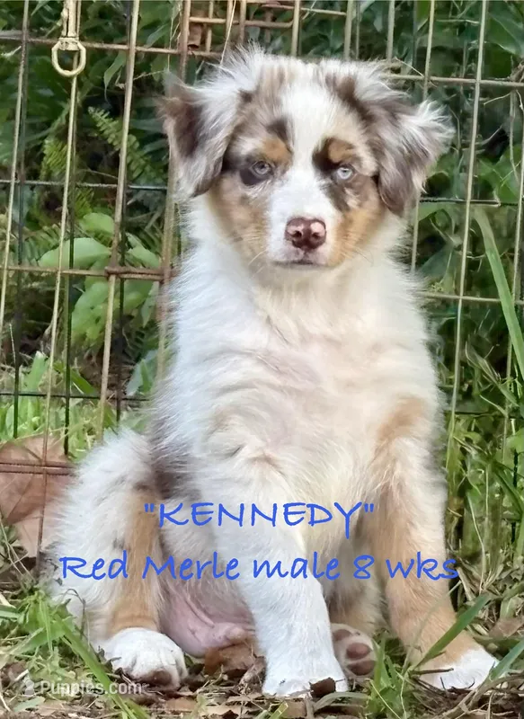 Kennedy – Australian Shepherd puppy for sale in Sanford, FL