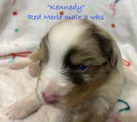 Kennedy, a male Australian Shepherd for sale in Sanford, FL – Photo 5 of 10